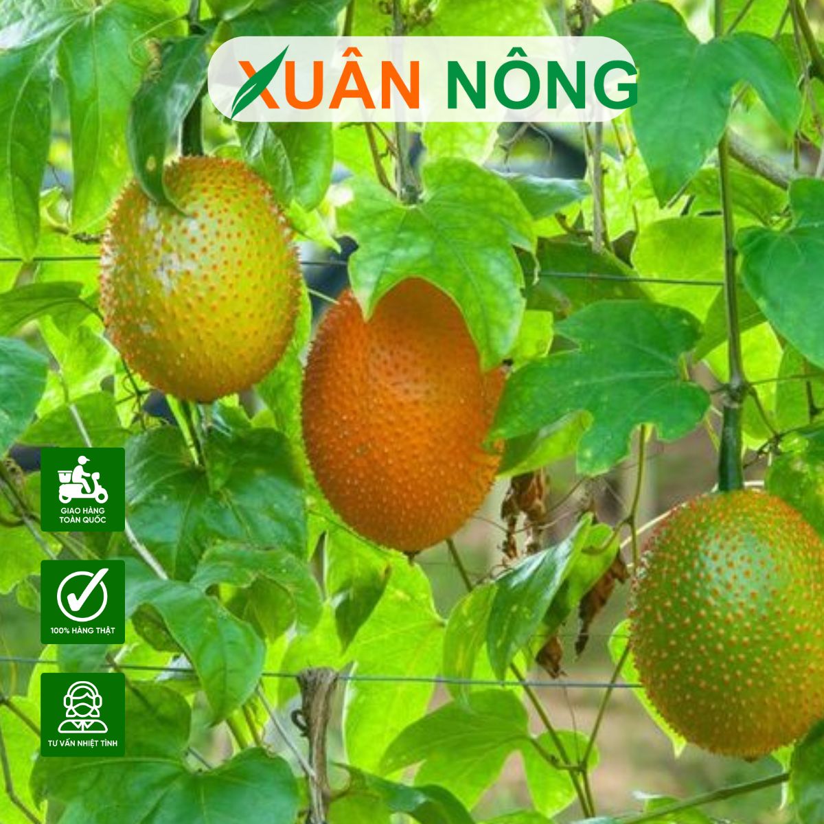 cach-trong-cay-gac-10