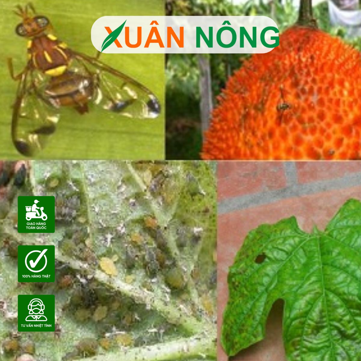 cach-trong-cay-gac-3