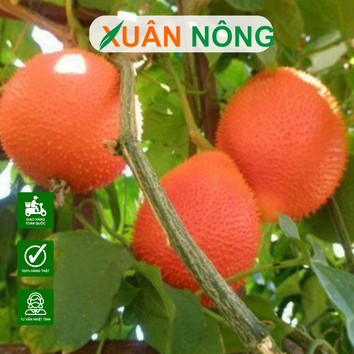 cach-trong-cay-gac-5