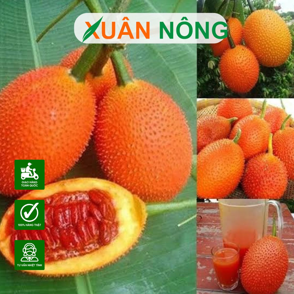 cach-trong-cay-gac-7