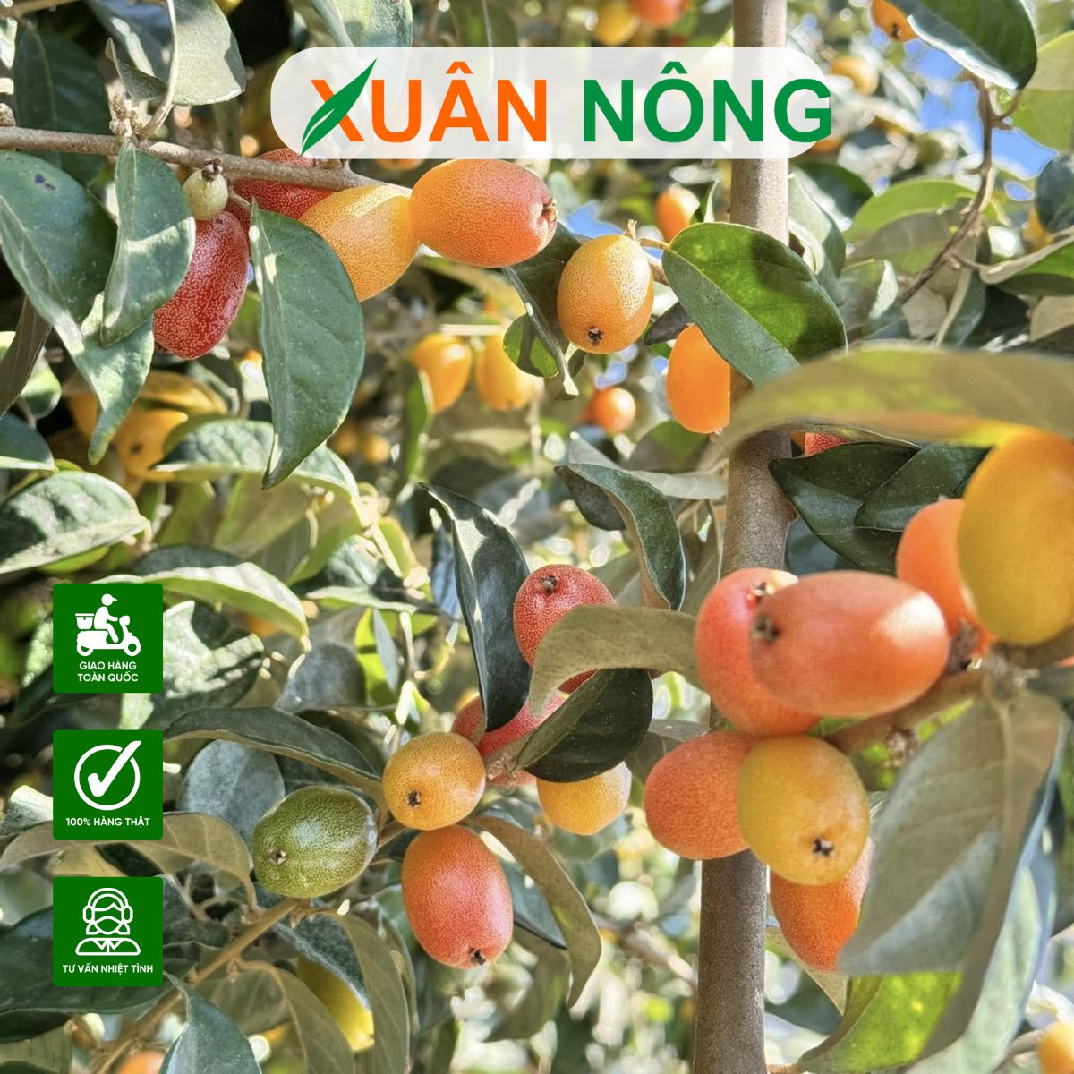 cach-trong-cay-nhot-10