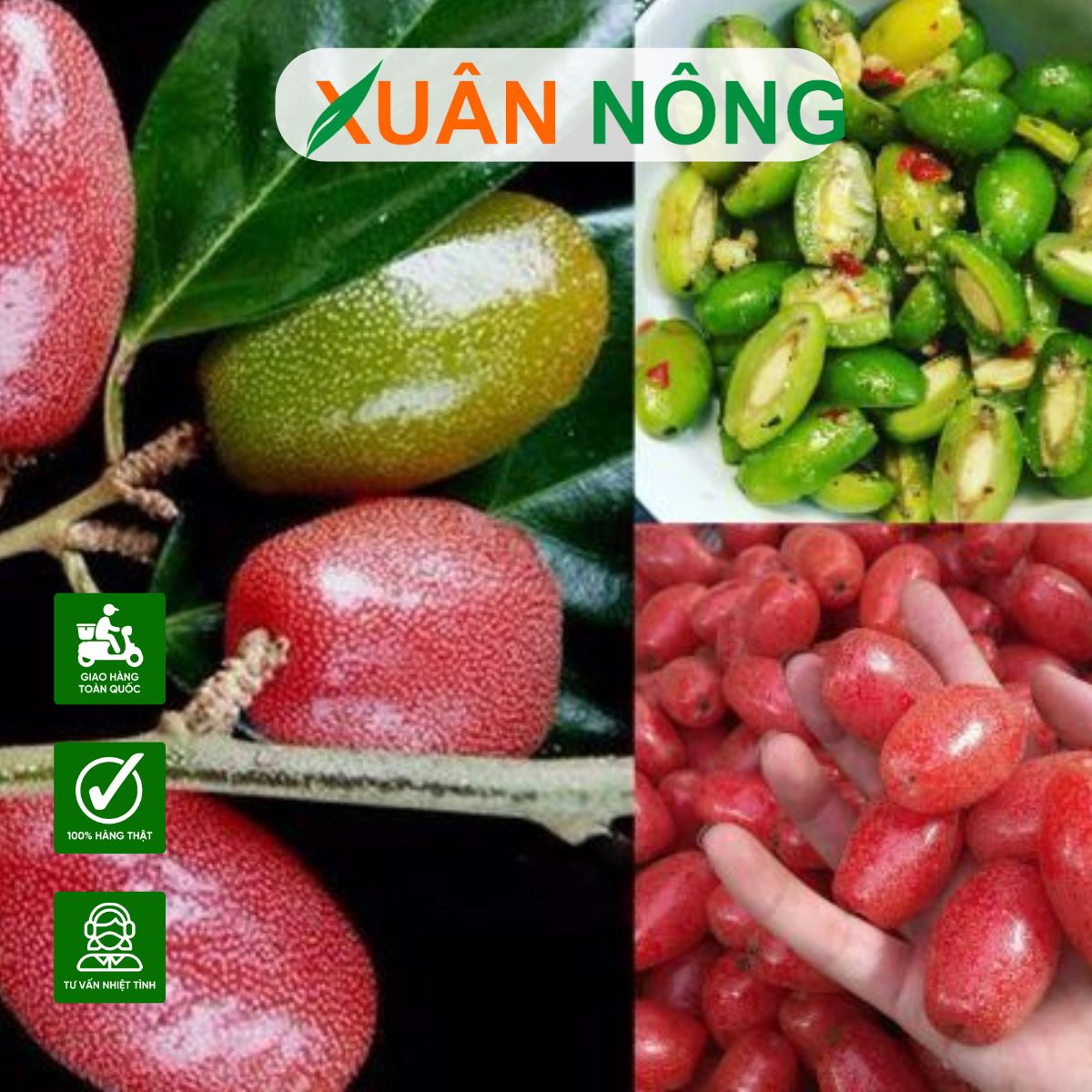 cach-trong-cay-nhot-3