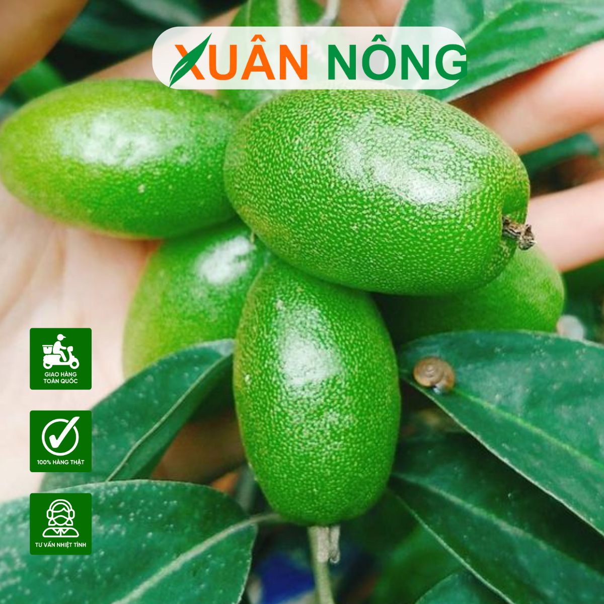 cach-trong-cay-nhot-5