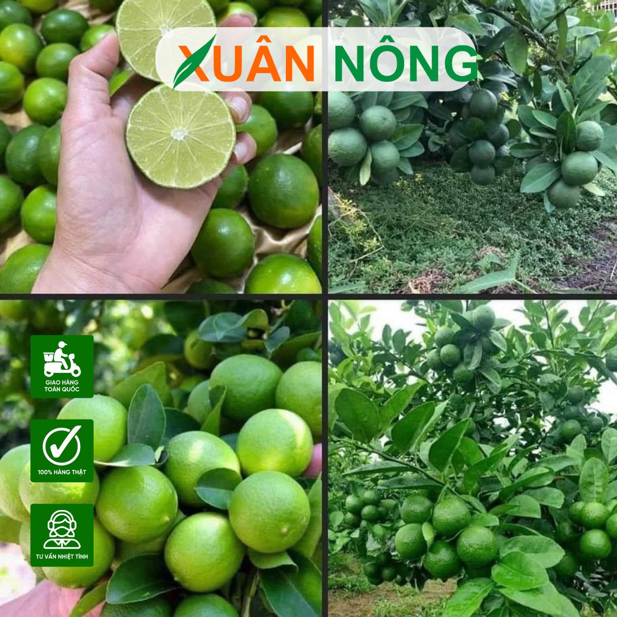 cach-trong-chanh-chum-tu-quy-1
