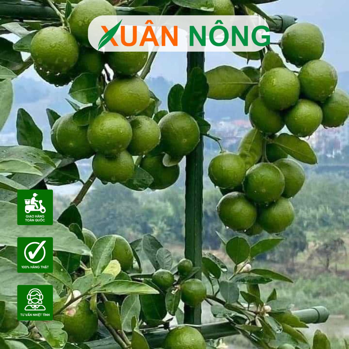 cach-trong-chanh-chum-tu-quy-5