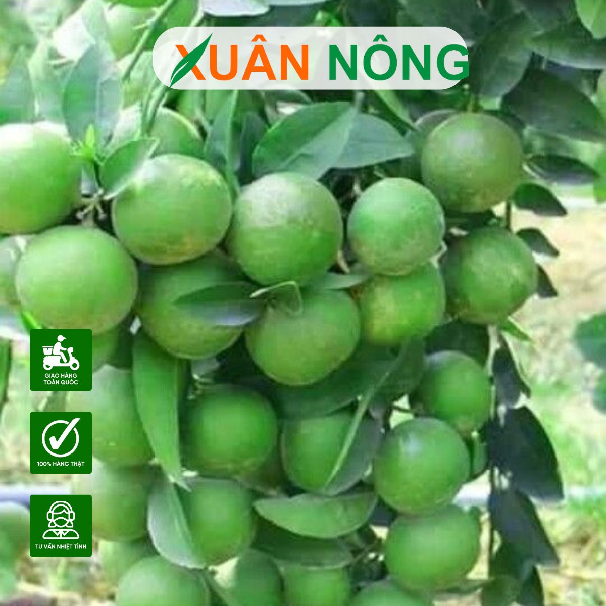 cach-trong-chanh-chum-tu-quy-6