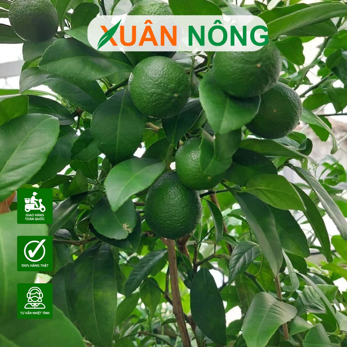 cach-trong-chanh-chum-tu-quy-7