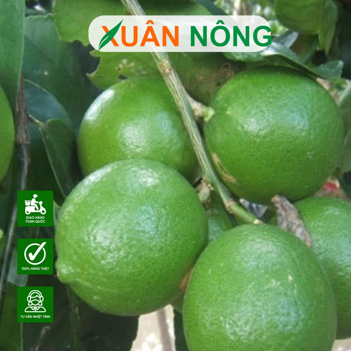 cach-trong-chanh-chum-tu-quy