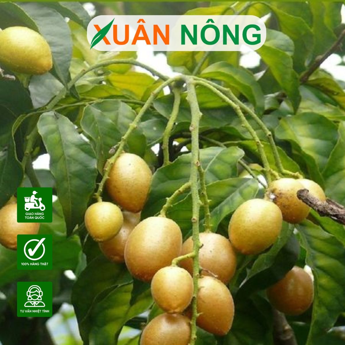 cach-trong-dac-diem-cay-quat-hong-bi