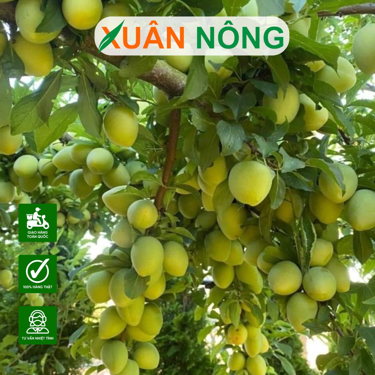 cach-trong-dac-diem-tao-dai-loan