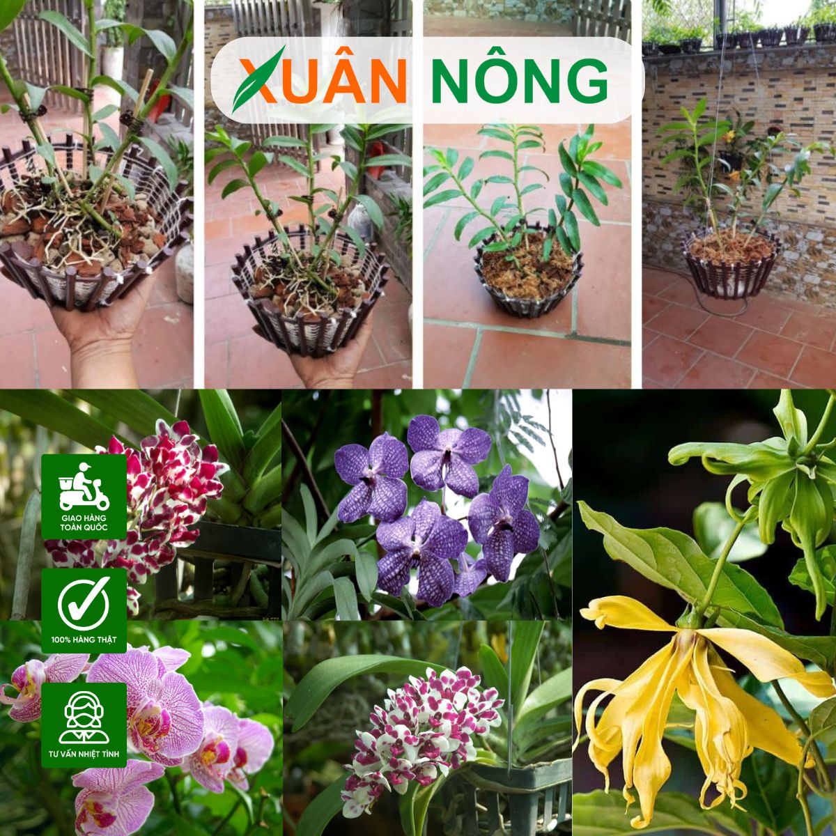 cach-trong-hoa-lan
