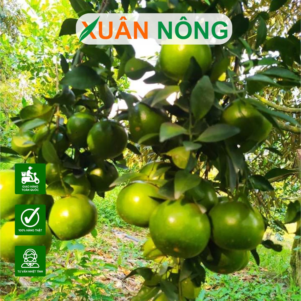 cach-trong-quyt-duong-don gian