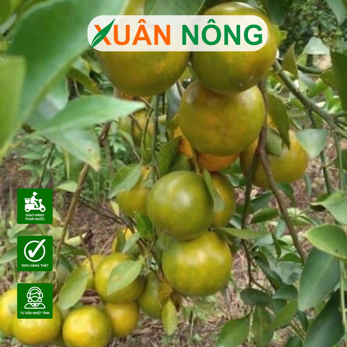 cach-trong-quyt-duong-nang-suat