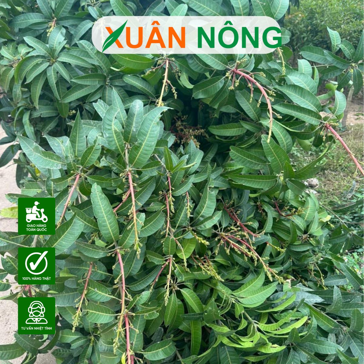 cach-trong-xoai-do-nhat-ban-2