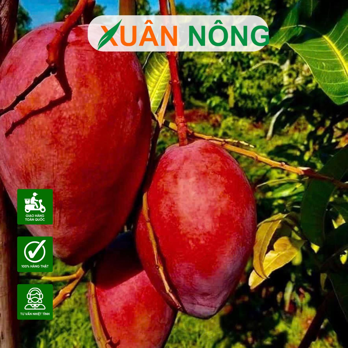 cach-trong-xoai-do-nhat-ban-3