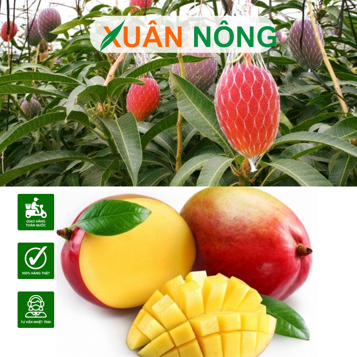 cach-trong-xoai-do-nhat-ban-5