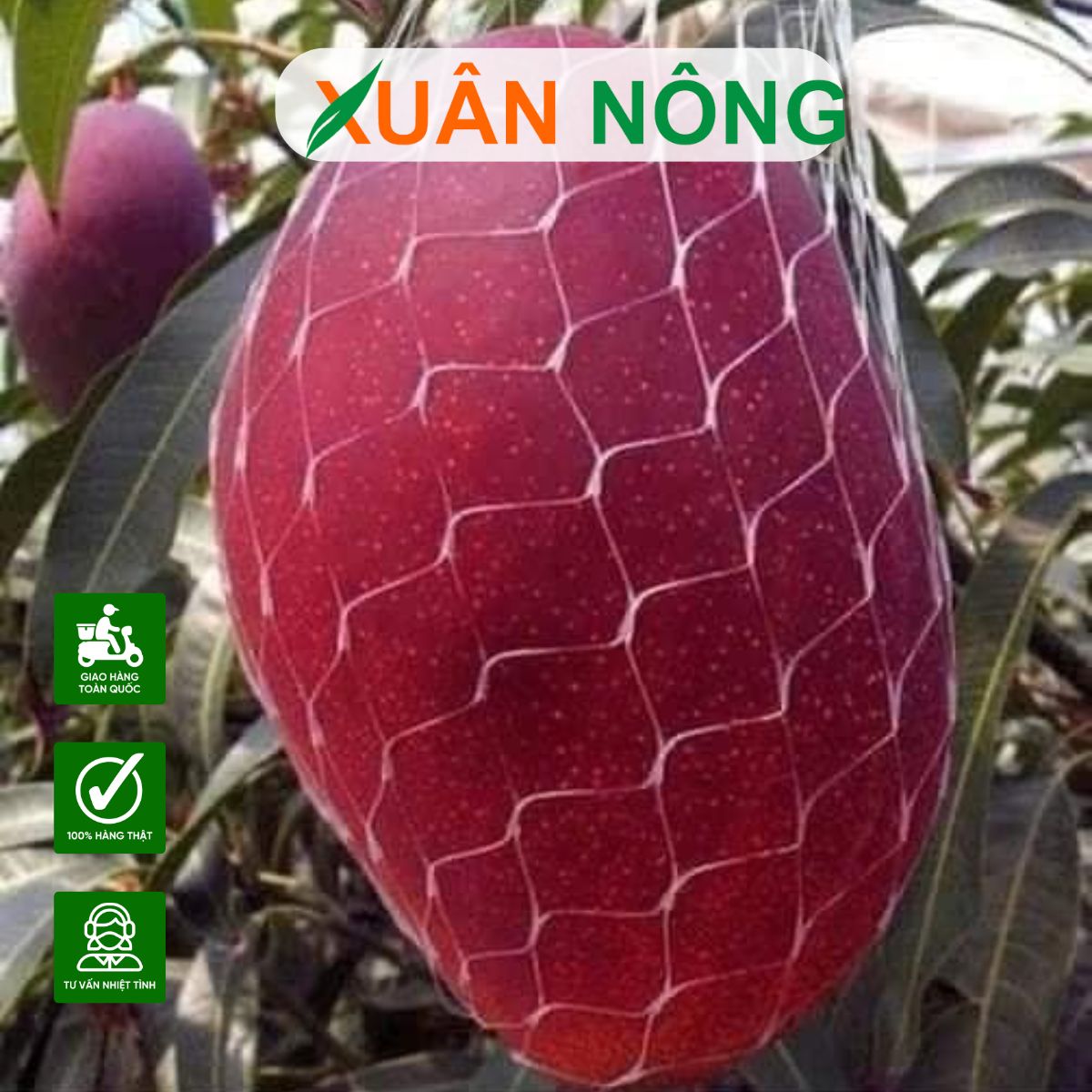 cach-trong-xoai-do-nhat-ban