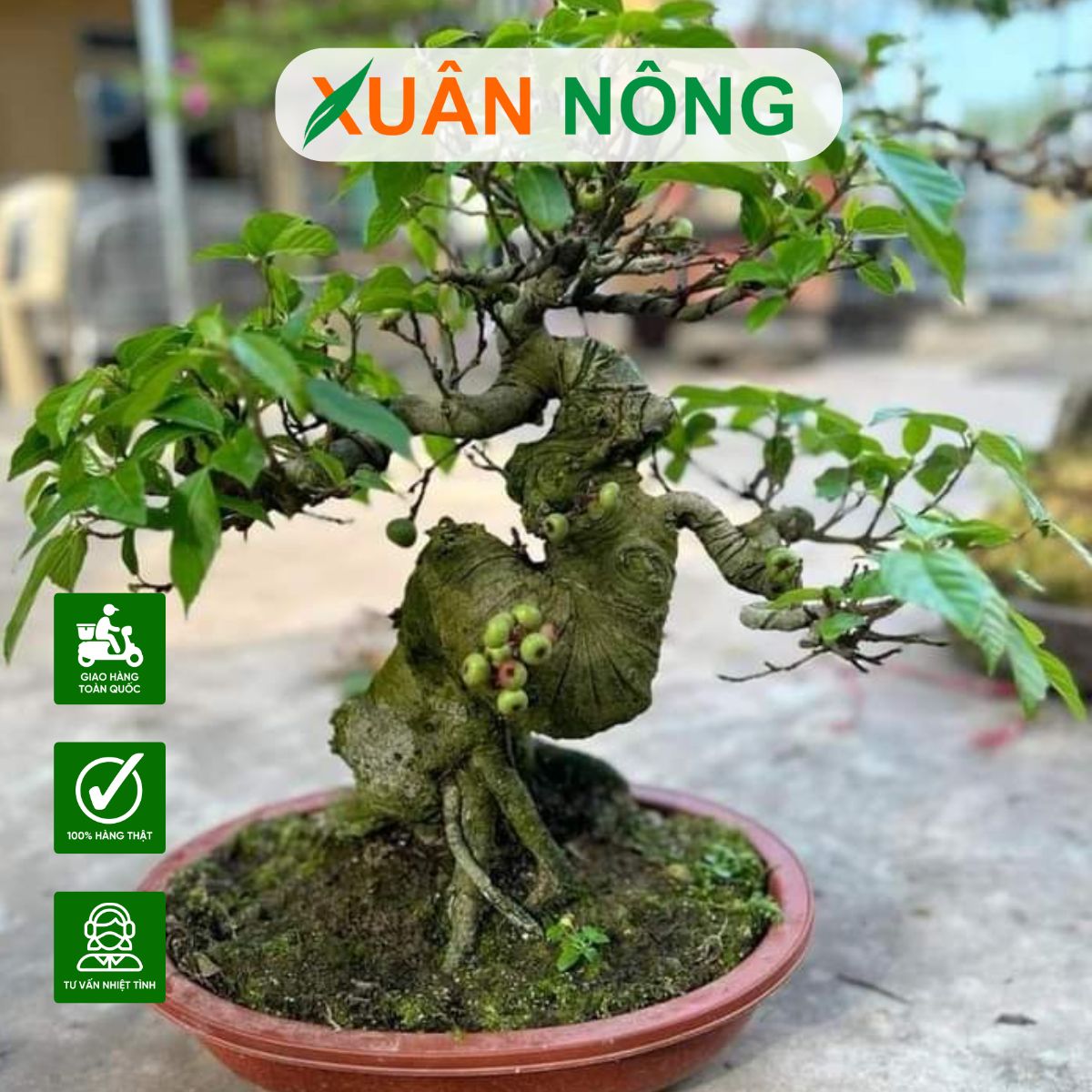 cay-bonsai