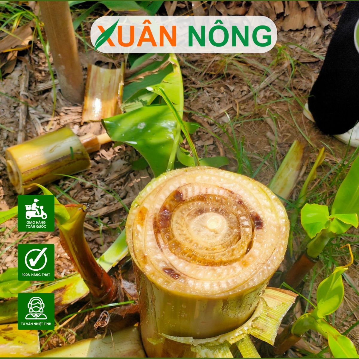 cay-chuoi-tieu-bi-thoi-re