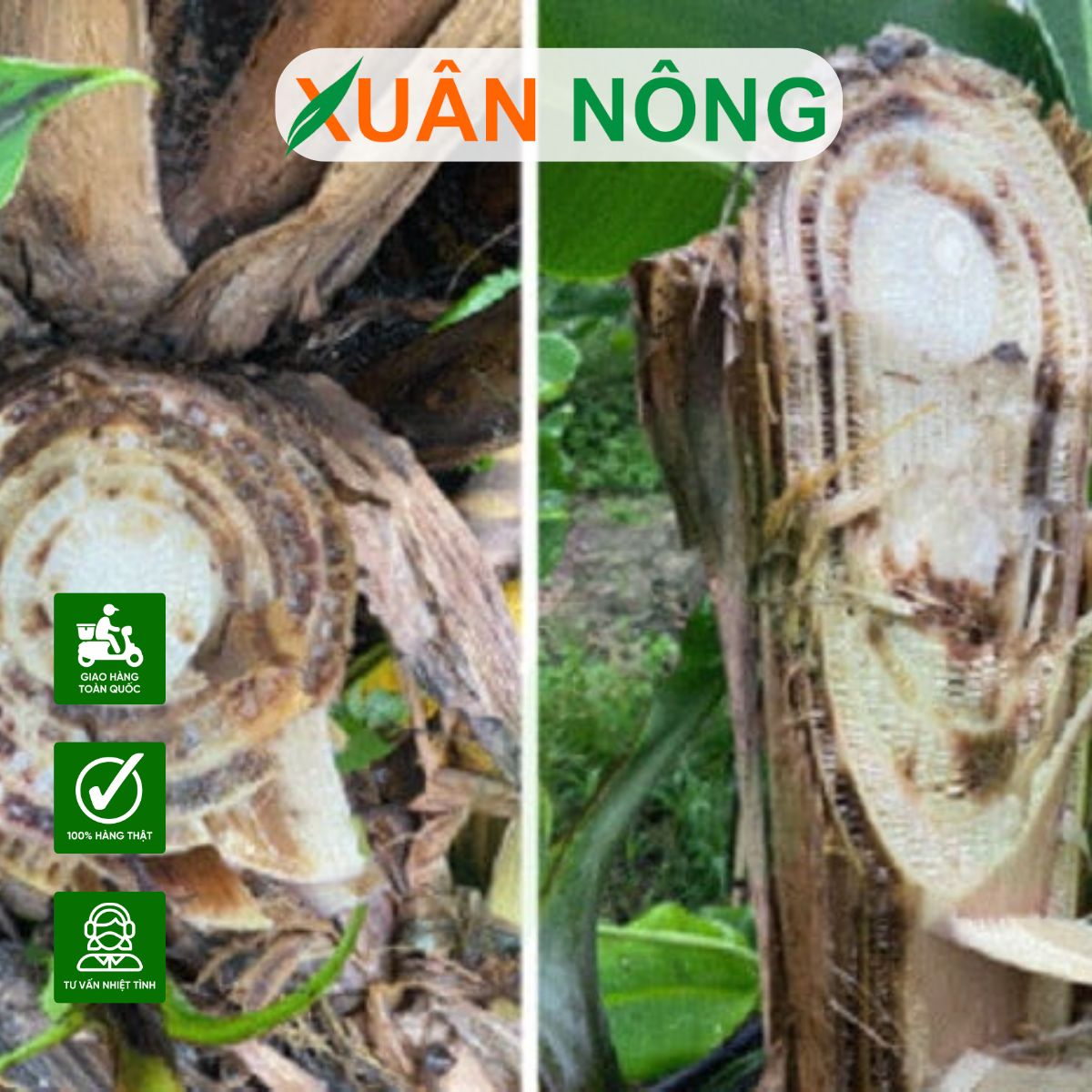 cay-chuoi-tieu-bi-vang-la-thoi-re 1