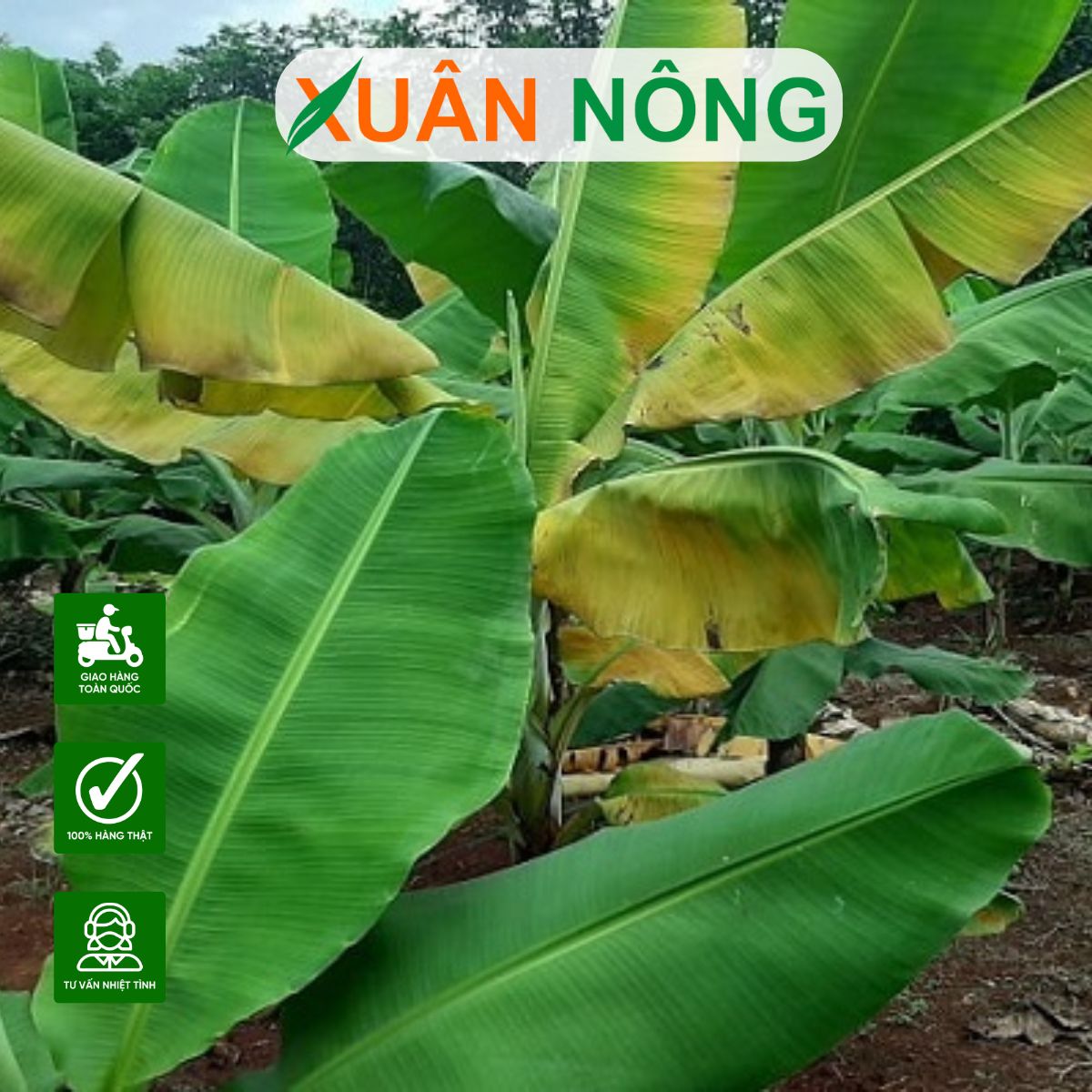 cay-chuoi-tieu-bi-vang-la
