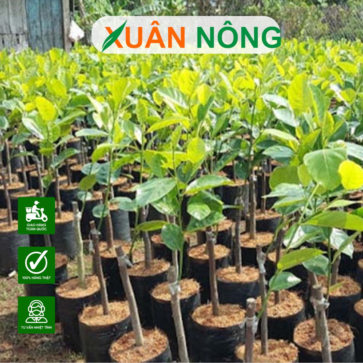 cay-giong-an-trai-chat-luong