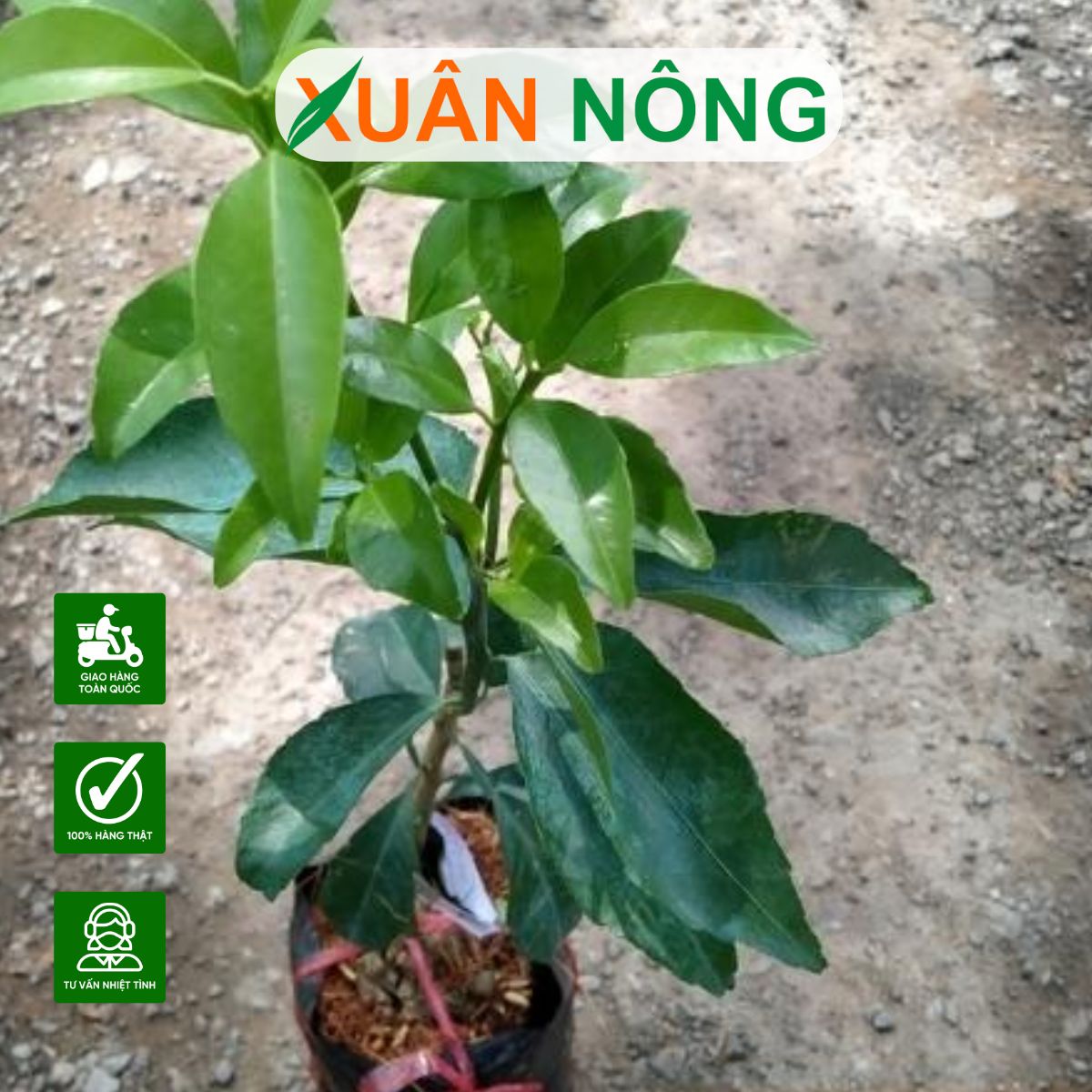cay-giong-cach-trong-quyt-duong