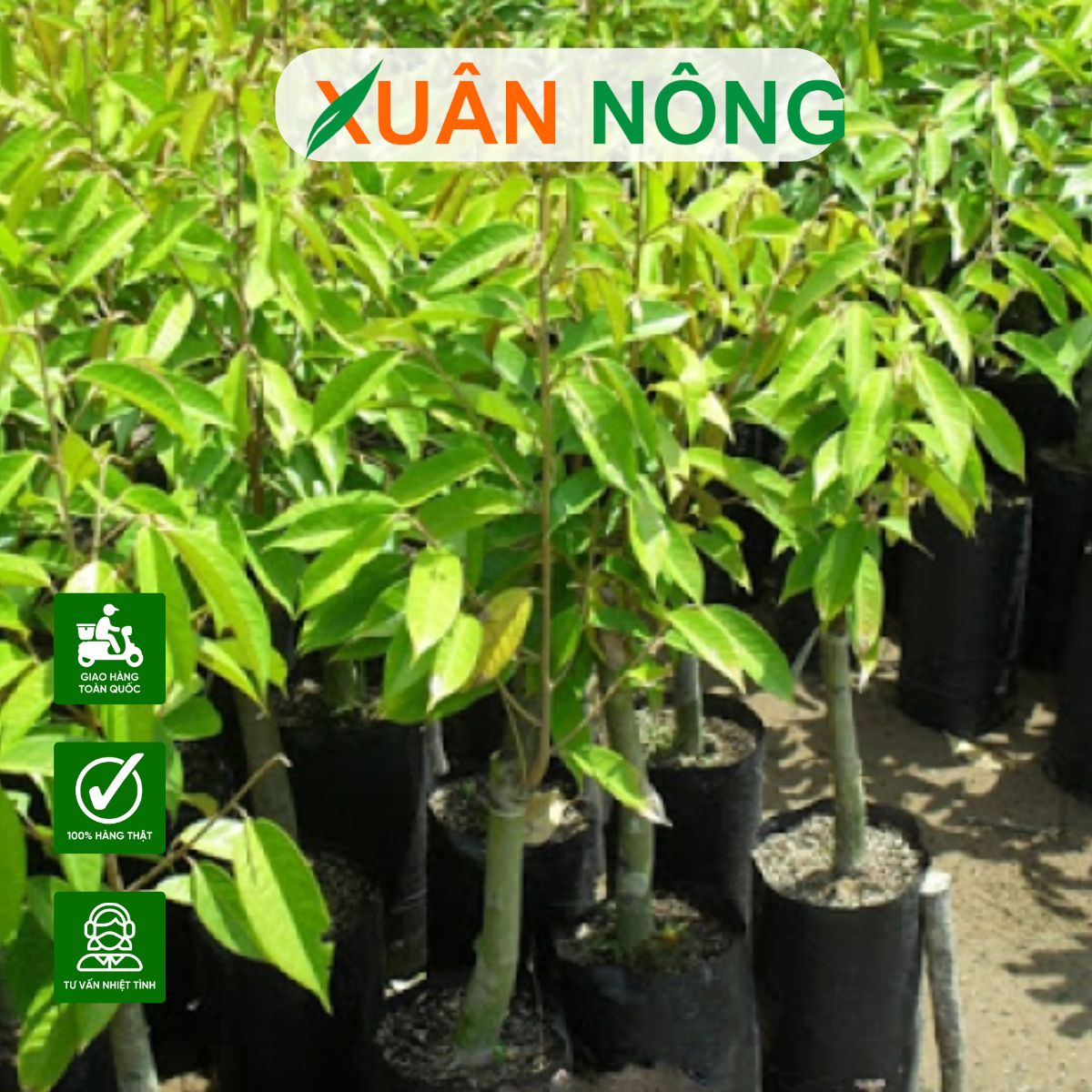 cay-giong-chat-luong