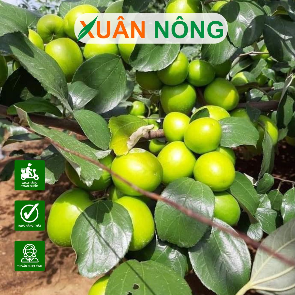 cay-giong-tao-xanh-thai-lan-la-cay-gi