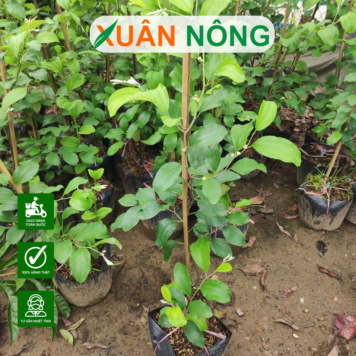 cay-giong-tao-xanh-thai-lan