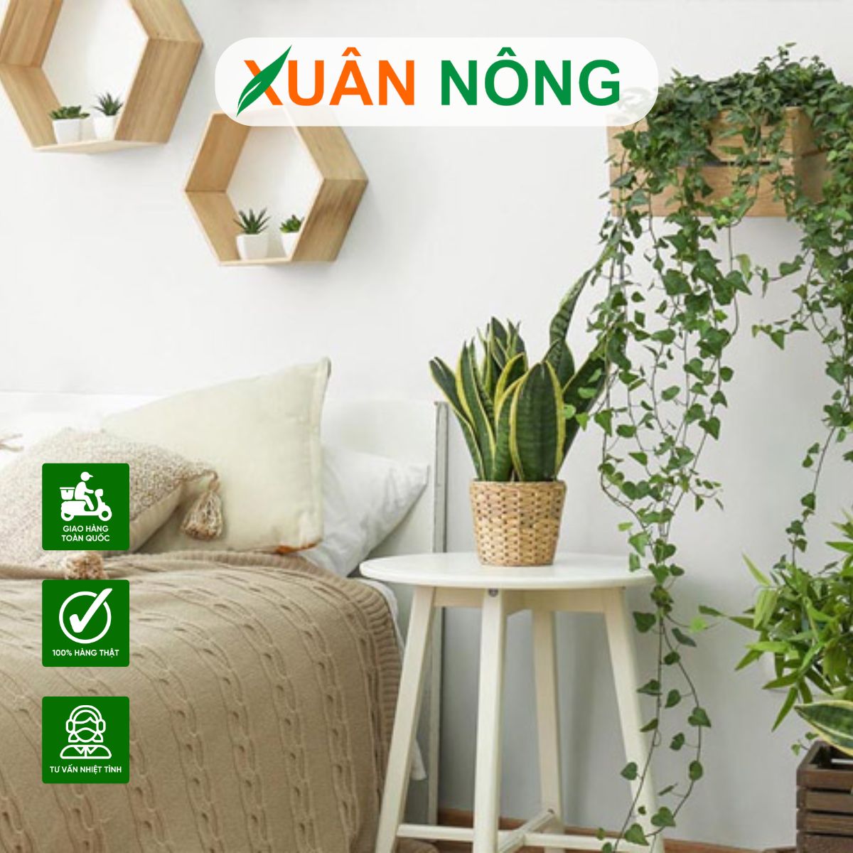cay-phong-ngu
