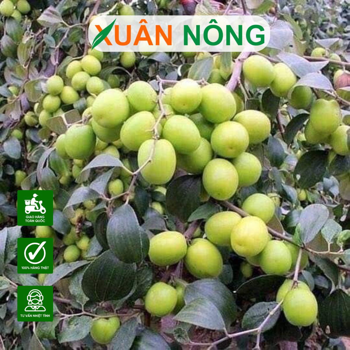cay-tao-dai-loan