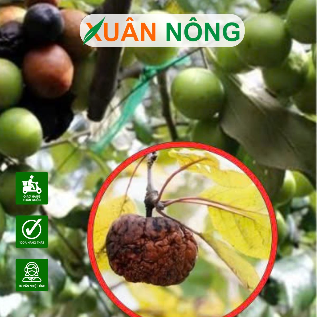 cay-tao-xanh-bi-sau-benh
