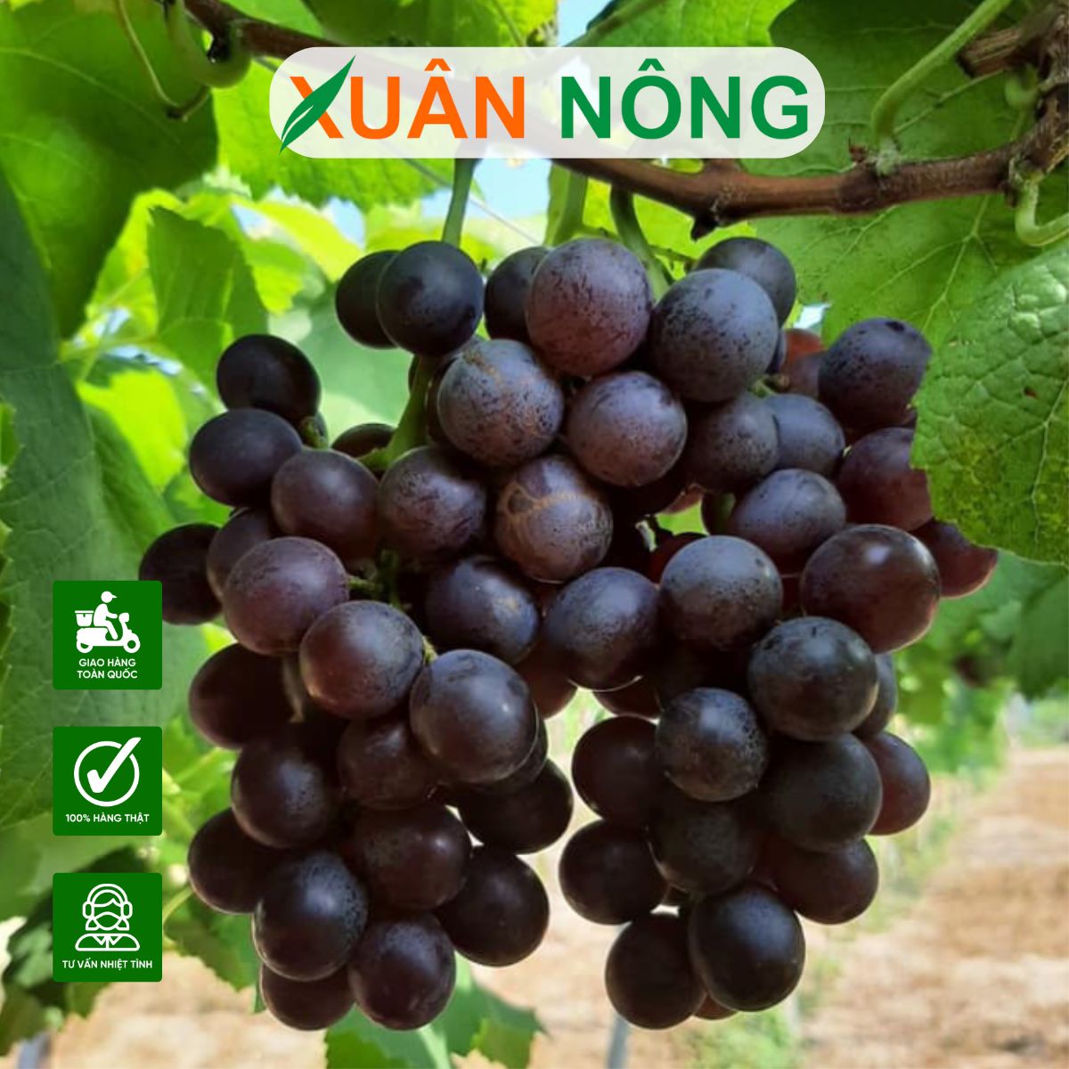 cham-soc-cach-trong-nho-keo