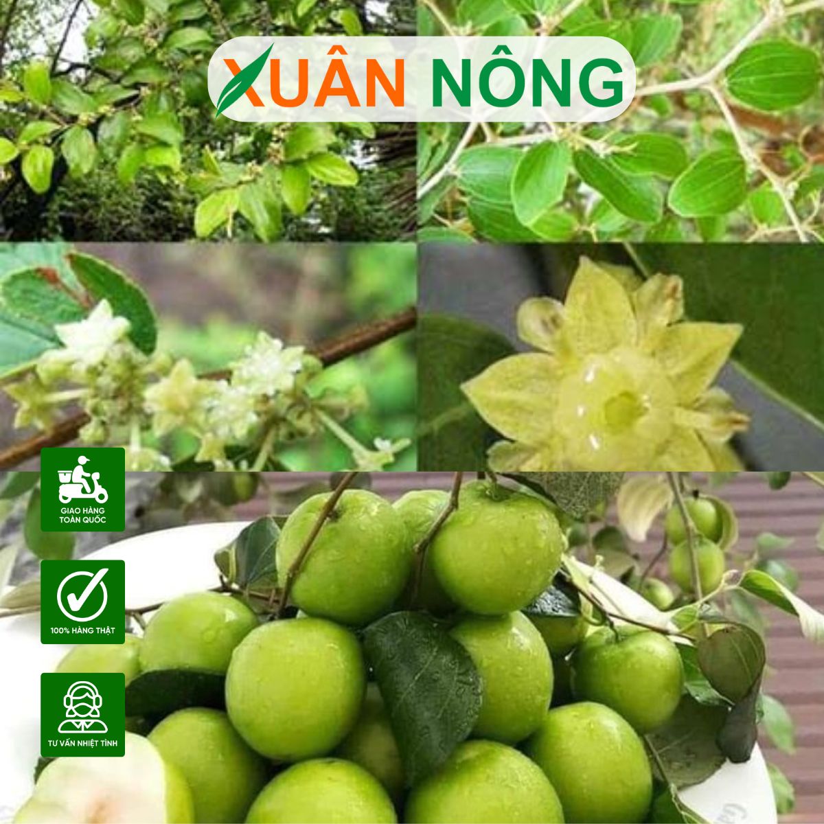 cham-soc-tao-xanh-ra-hoa