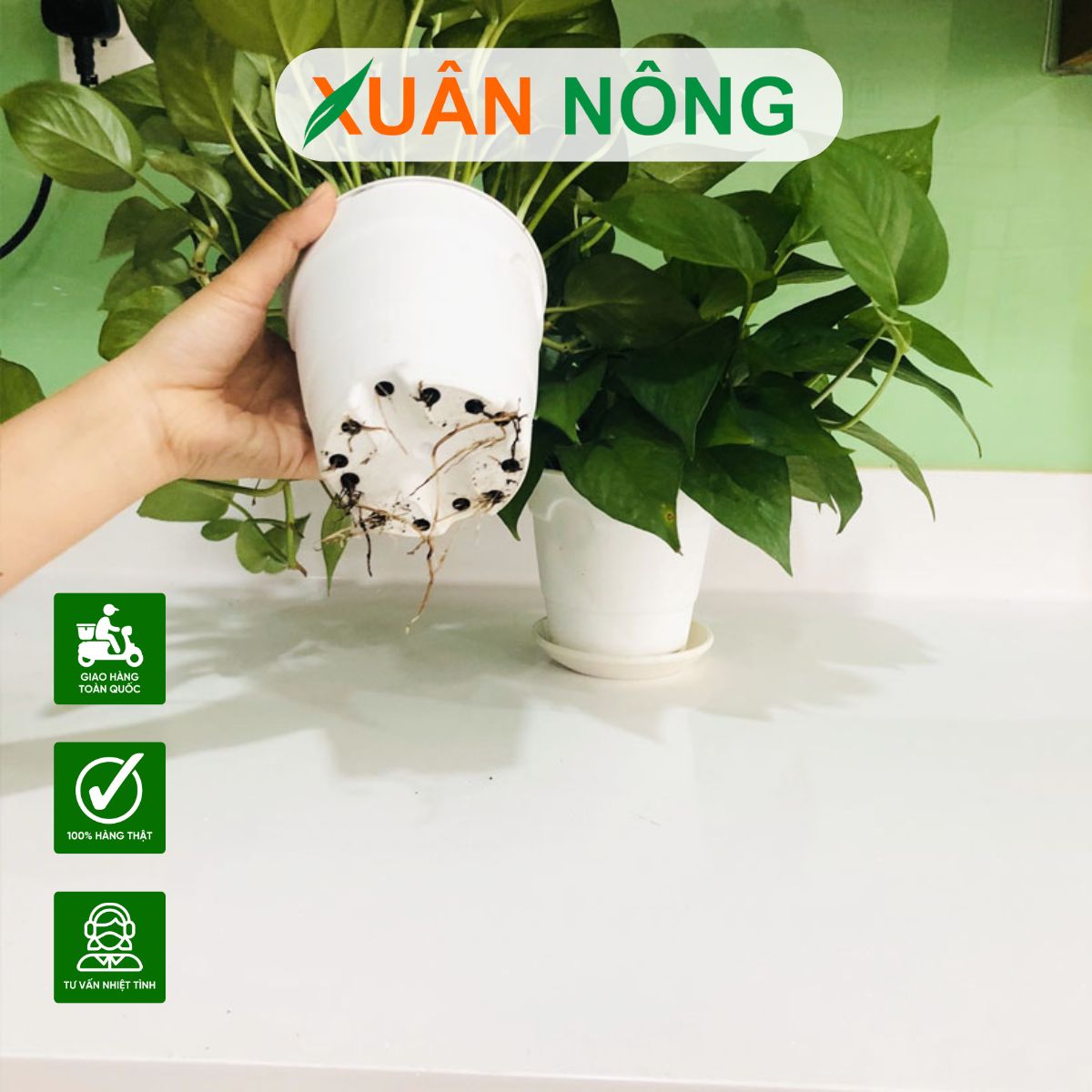 chau-co-lo-thoat-nuoc