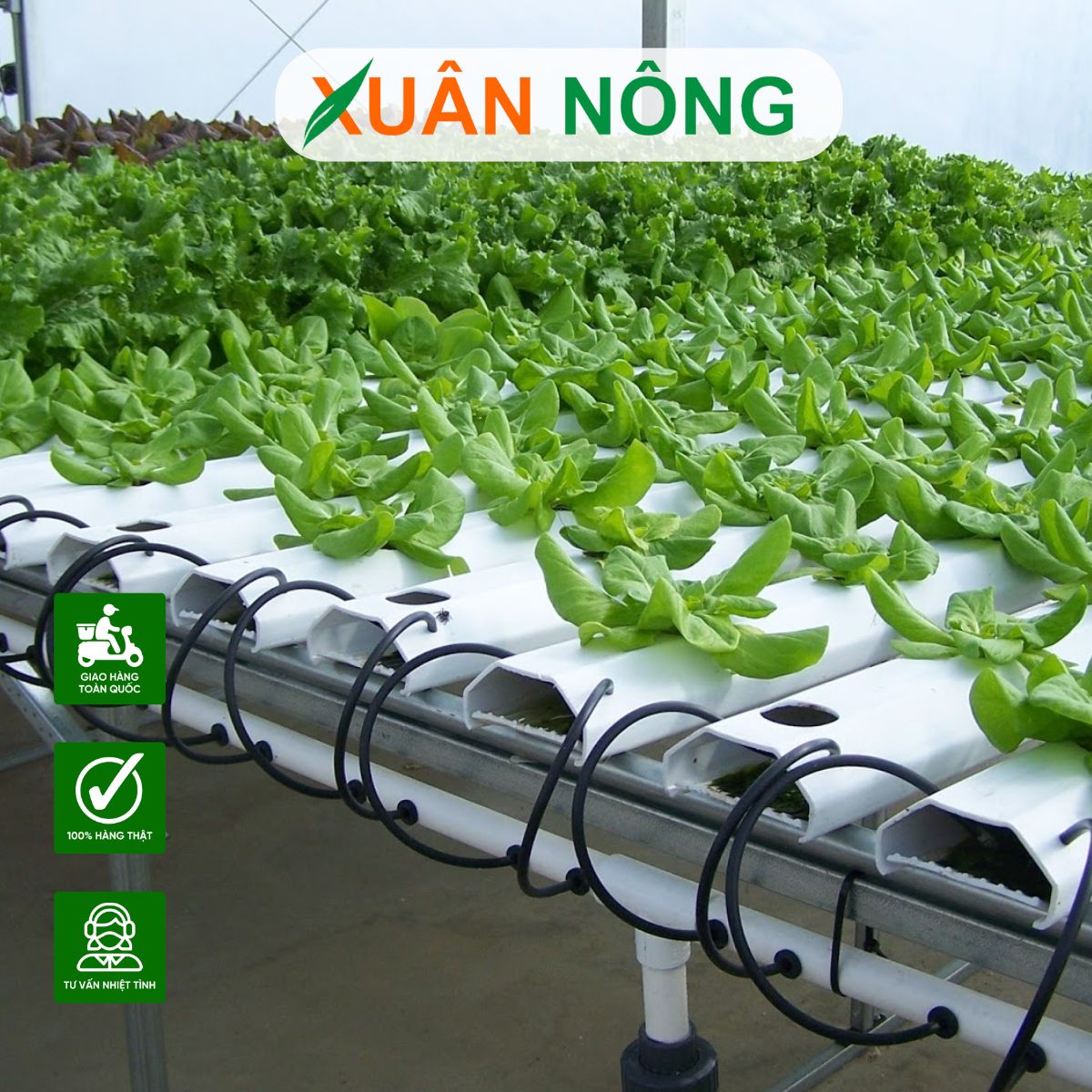 chi-phi-lam-nha-mang-1000m2-tai-dong-thap-gia-bao-nhieu-1