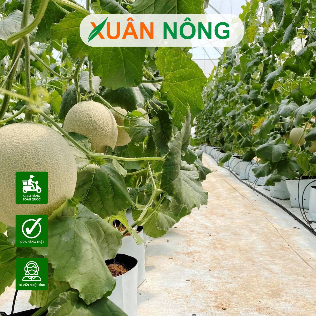 chi-phi-lam-nha-mang-1000m2-tai-tay-ninh