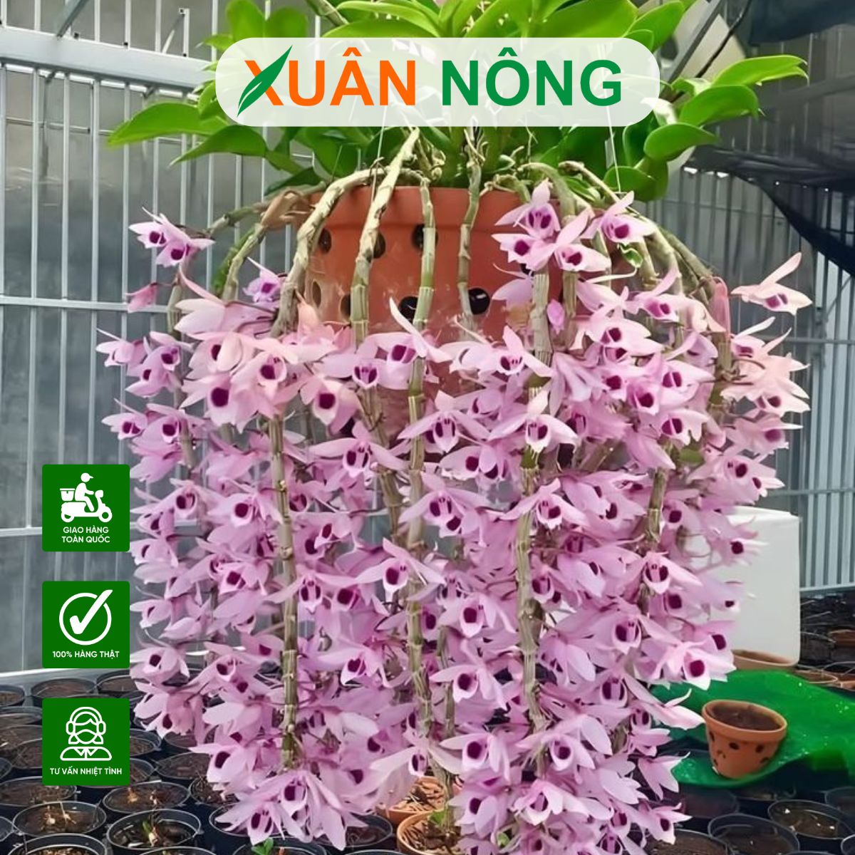 chon-chau-trong-lan