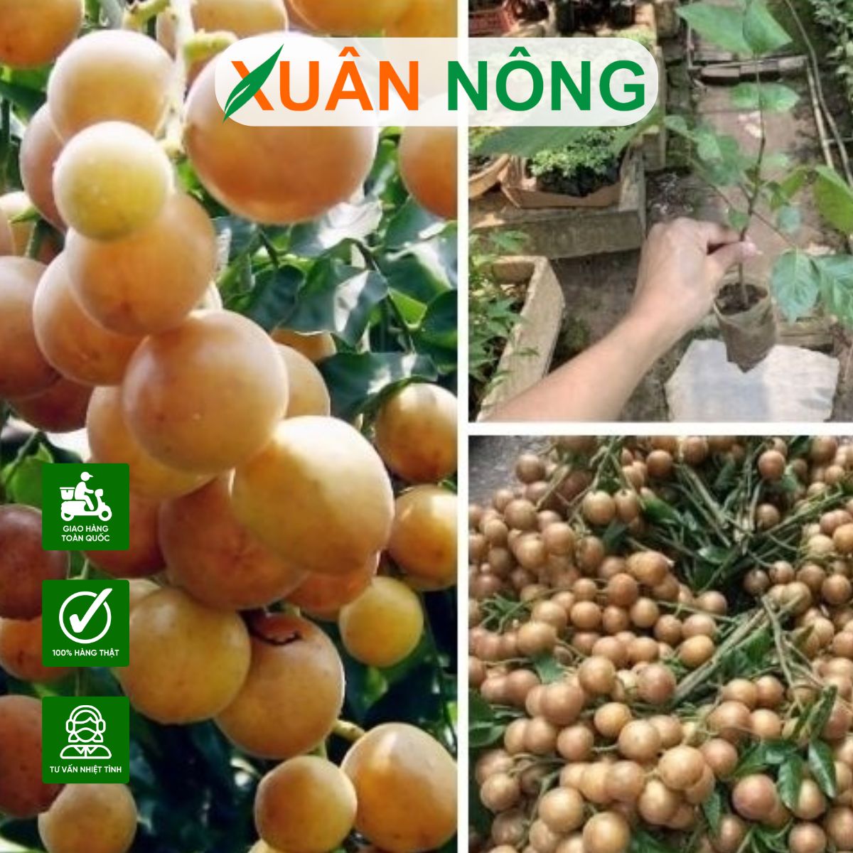 cong-dung-dac-diem-cay-quat-hong-bi-phong-thuy
