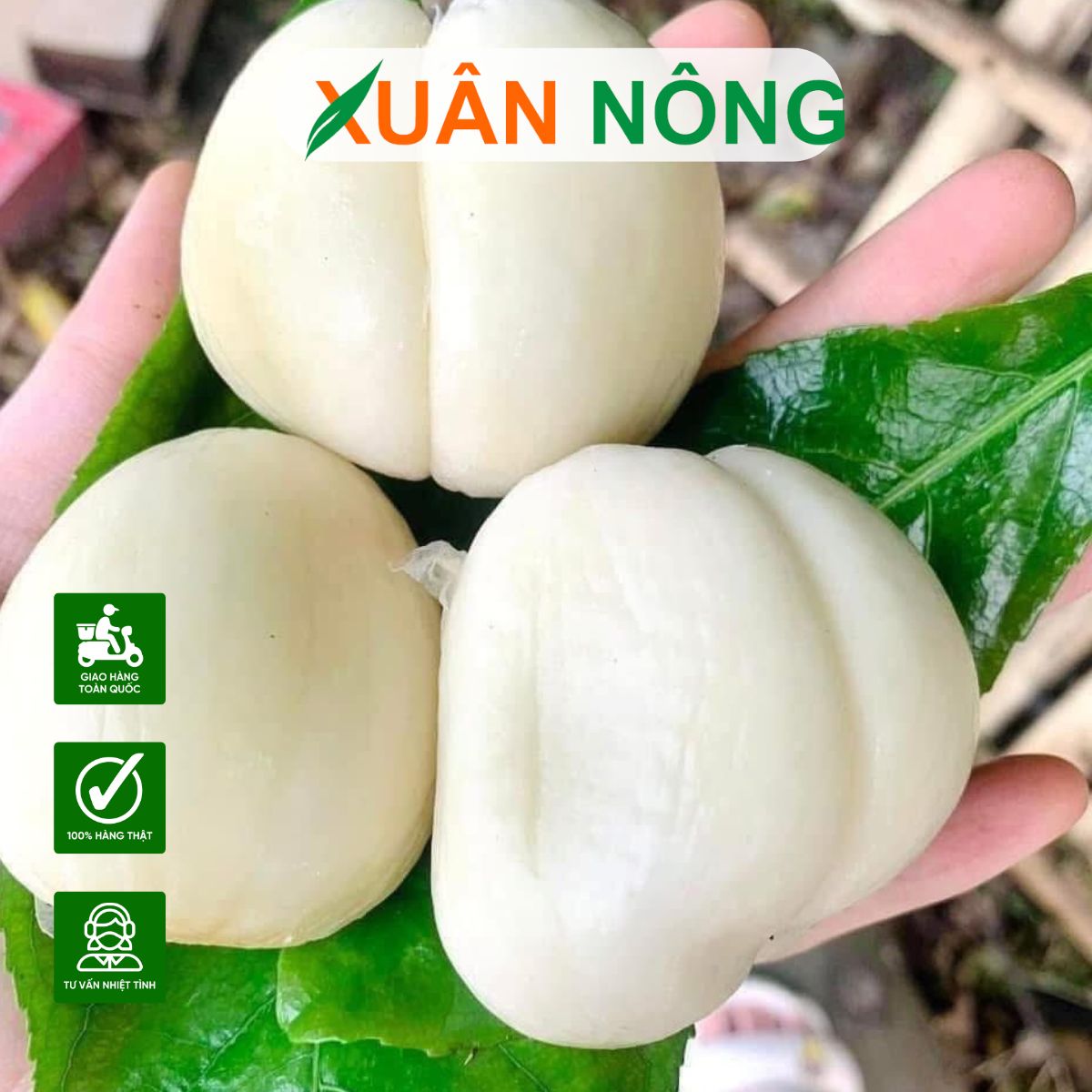 dac-diem-cach-trong-cham-soc-trai-may-1