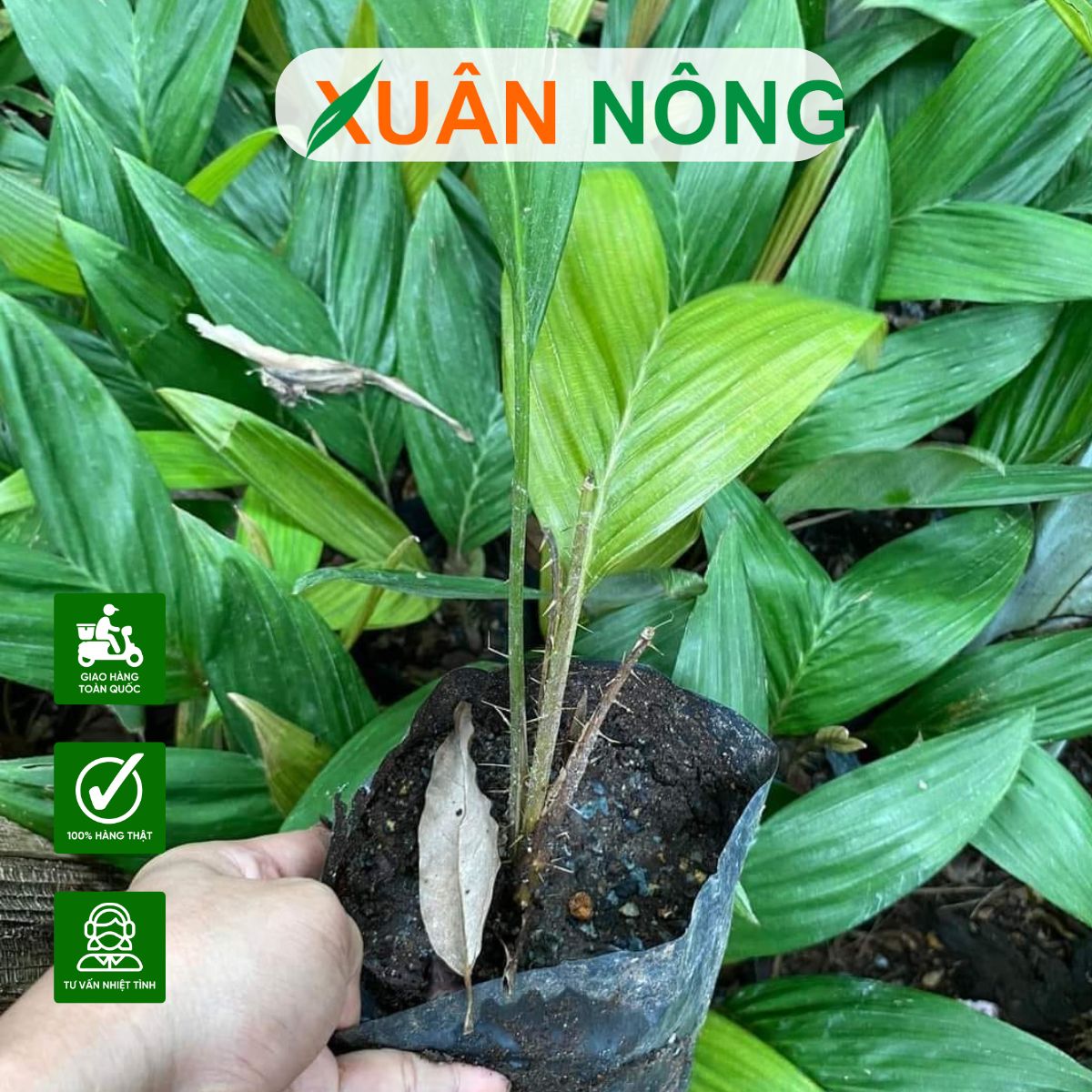 dac-diem-cach-trong-cham-soc-trai-may-4