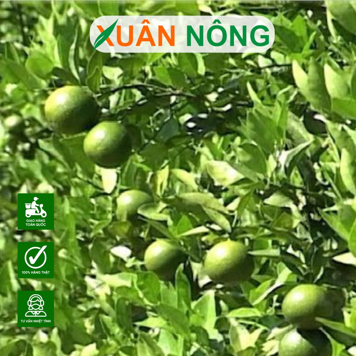 dac-diem-cach-trong-quyt-duong
