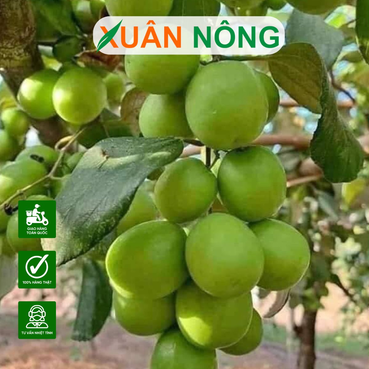 dac-diem-cay-giong-tao-xanh-thai-lan