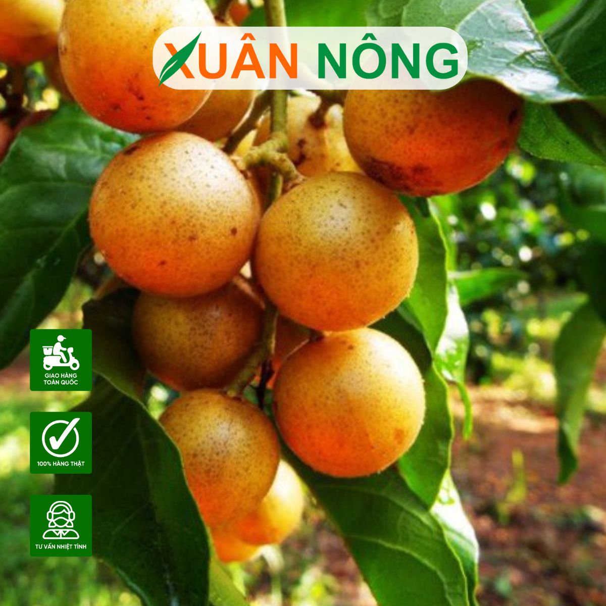 dac-diem-cay-quat-hong-bi-cach-trong