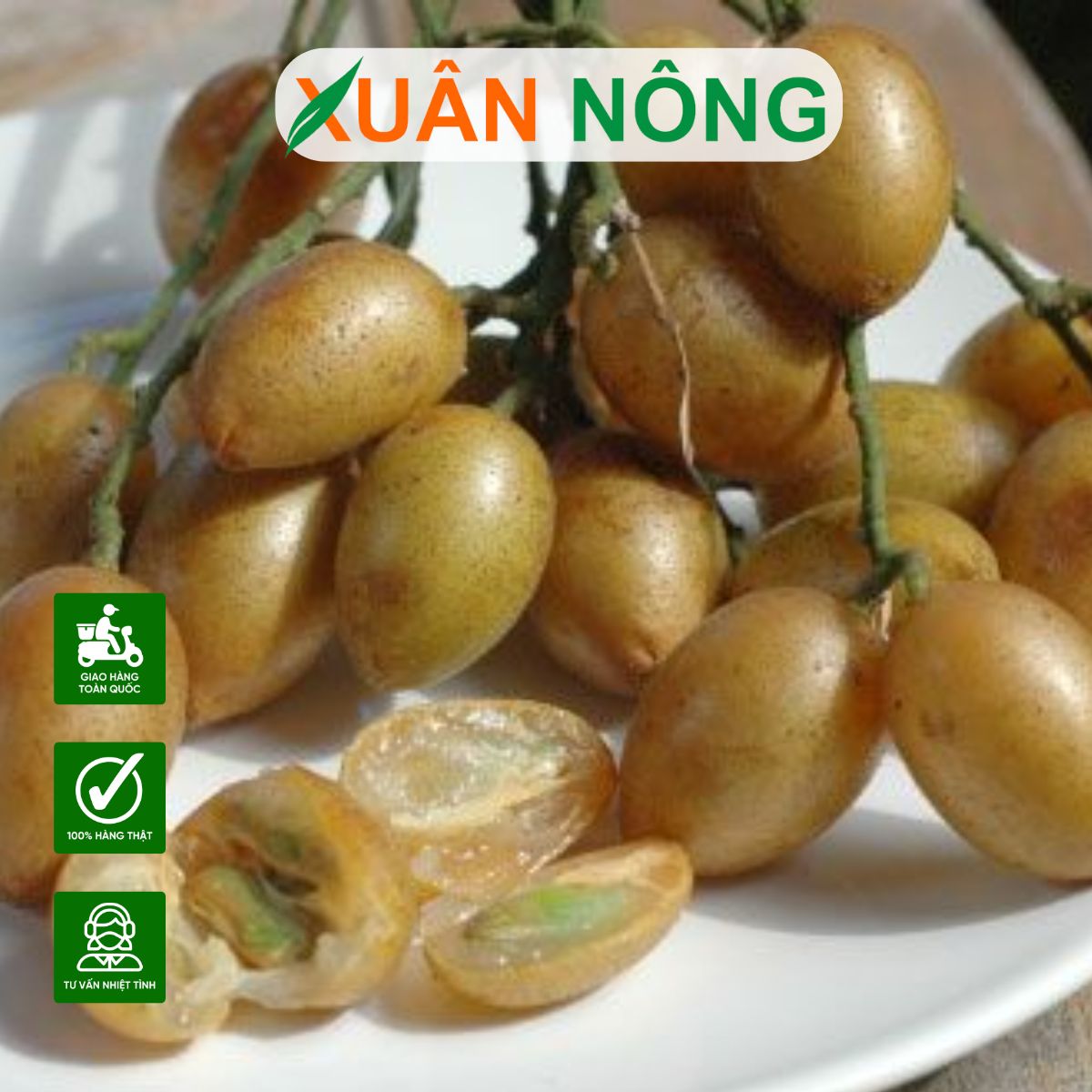 dac-diem-cay-quat-hong-bi