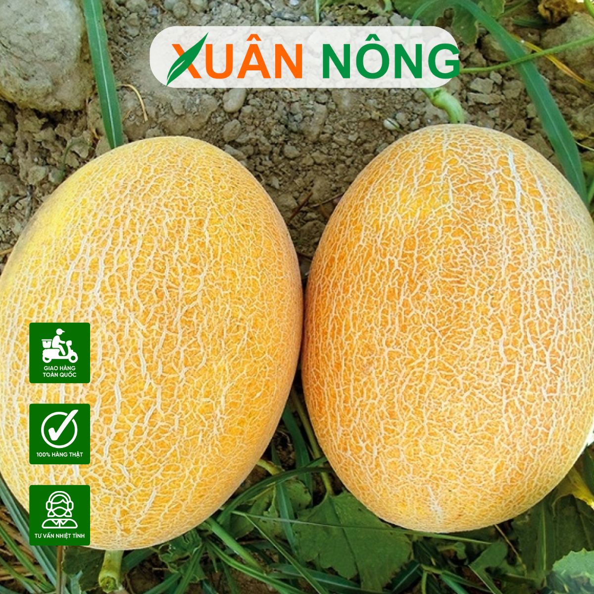 dua-luoi-kim-long