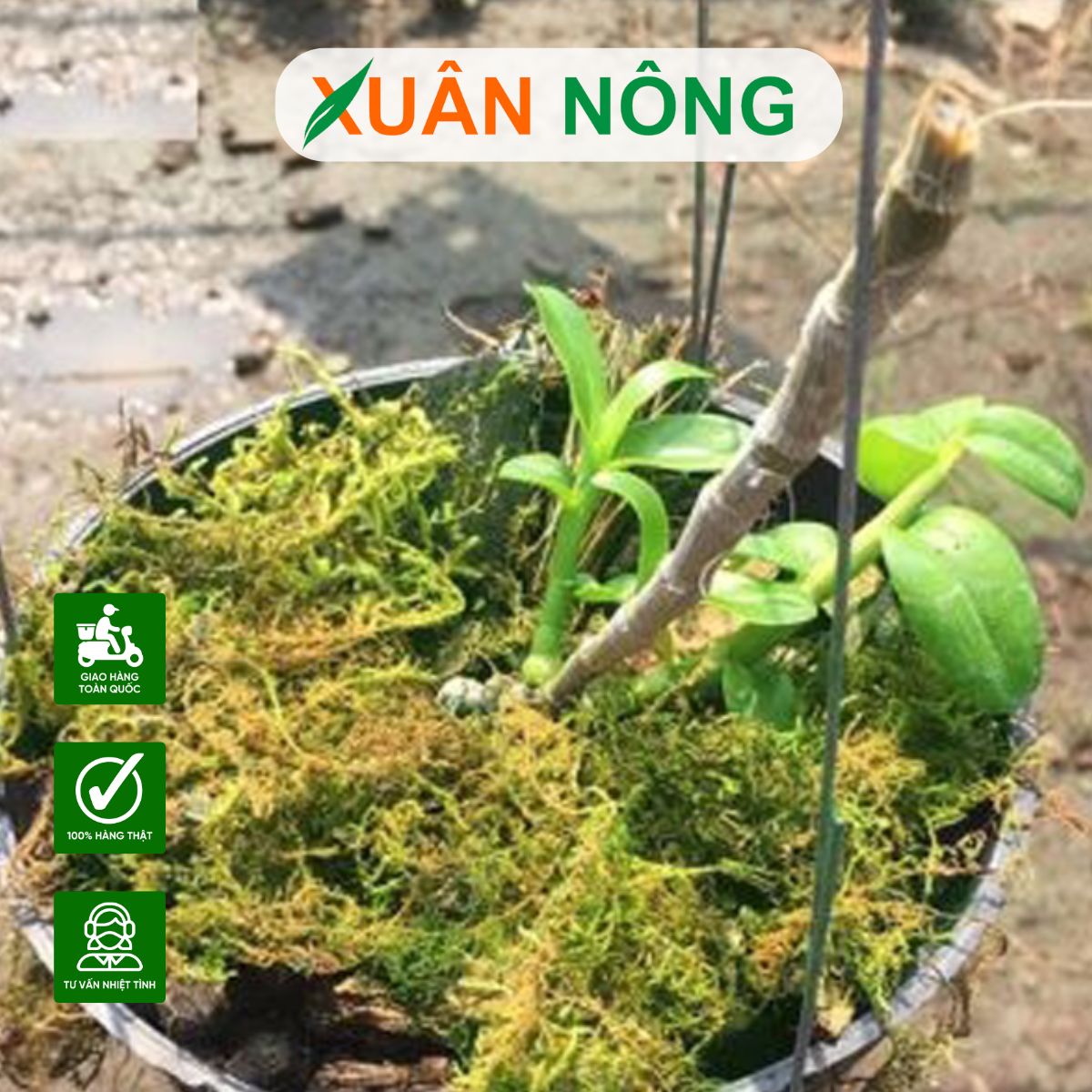 gia-the-trong-lan-reu