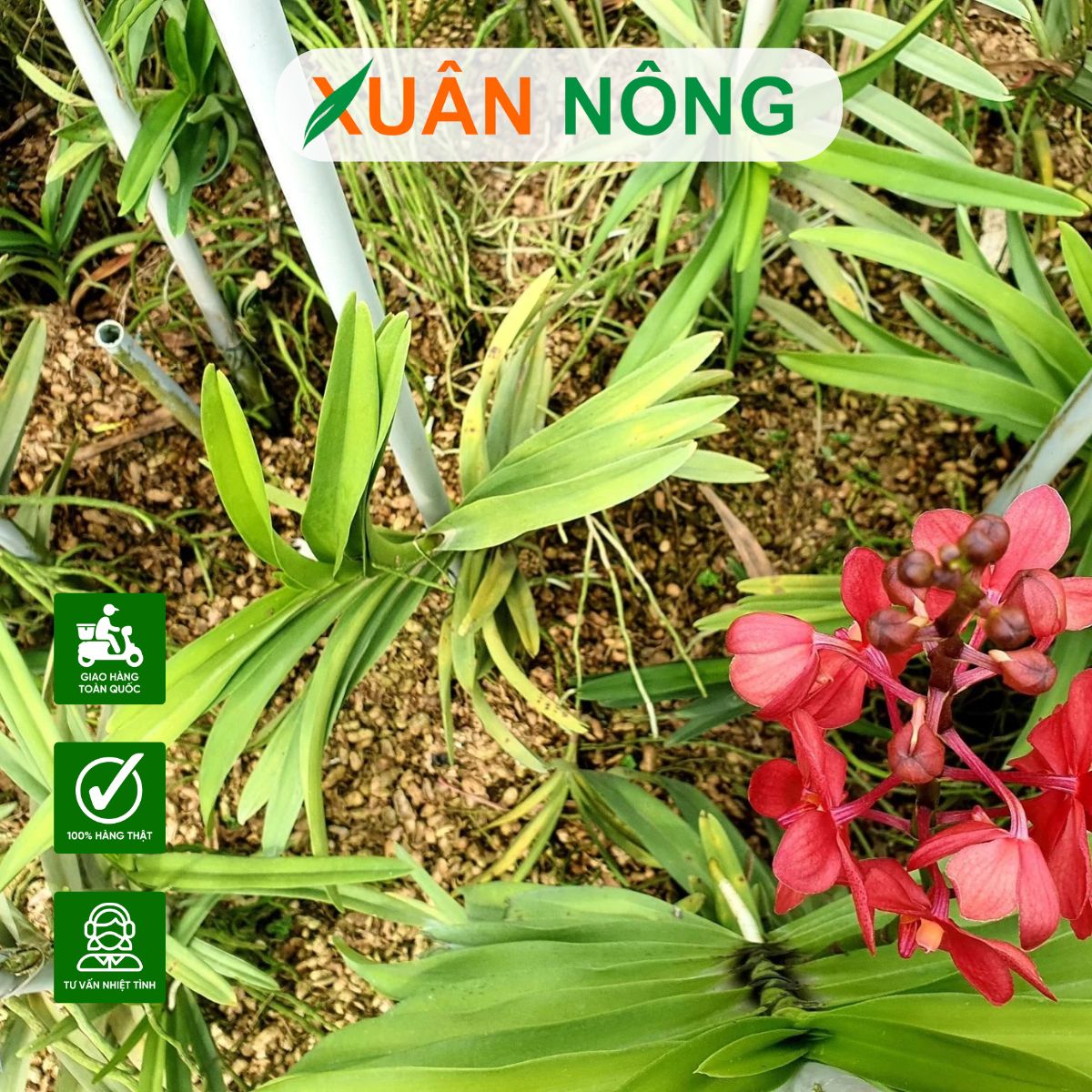 gia-the-trong-lan-vo-dau