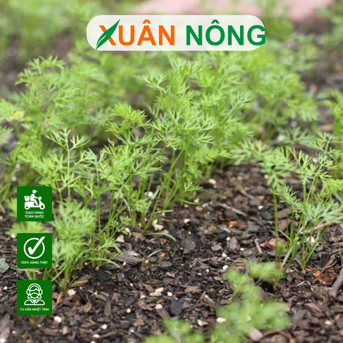hat-giong-can-tho-trong-chat-luong